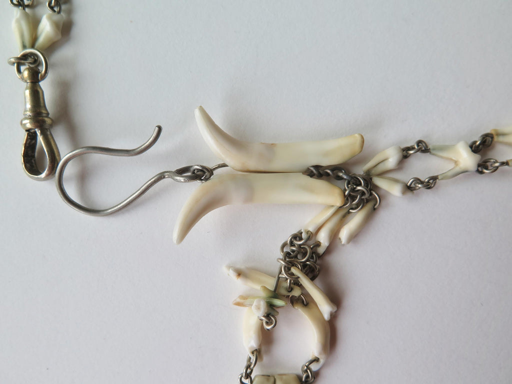 Antique Fox Teeth Necklace: Victorian Watch Chain, Curio Jewelry