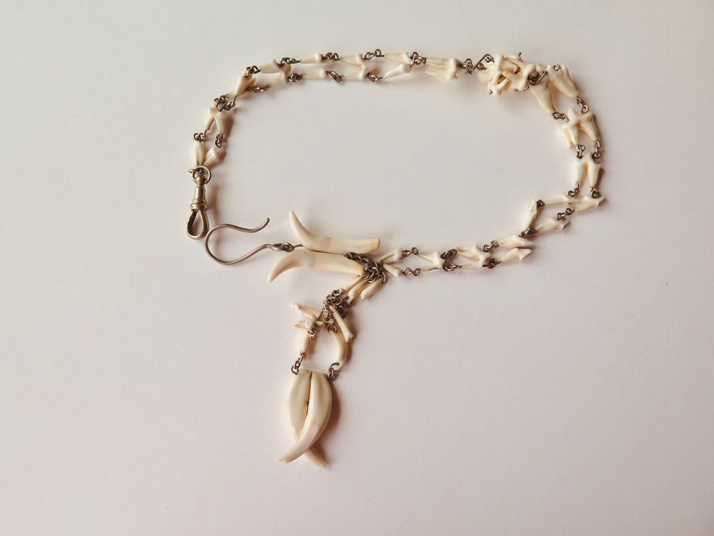 Antique Fox Teeth Necklace: Victorian Watch Chain, Curio Jewelry