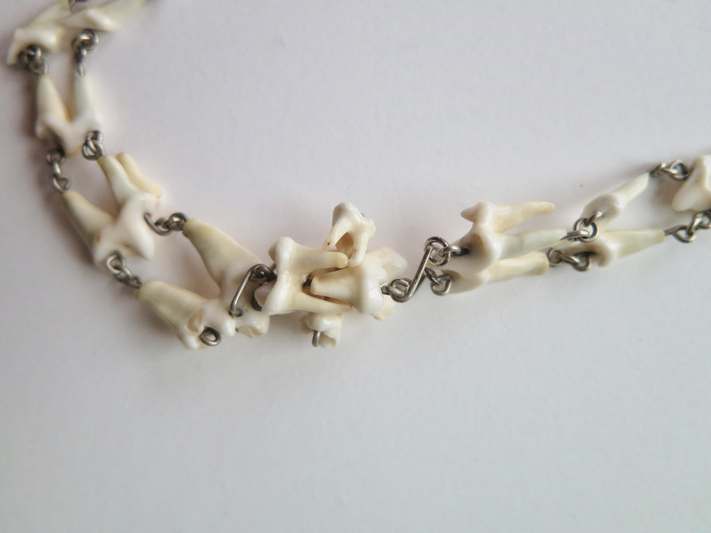 Antique Fox Teeth Necklace: Victorian Watch Chain, Curio Jewelry