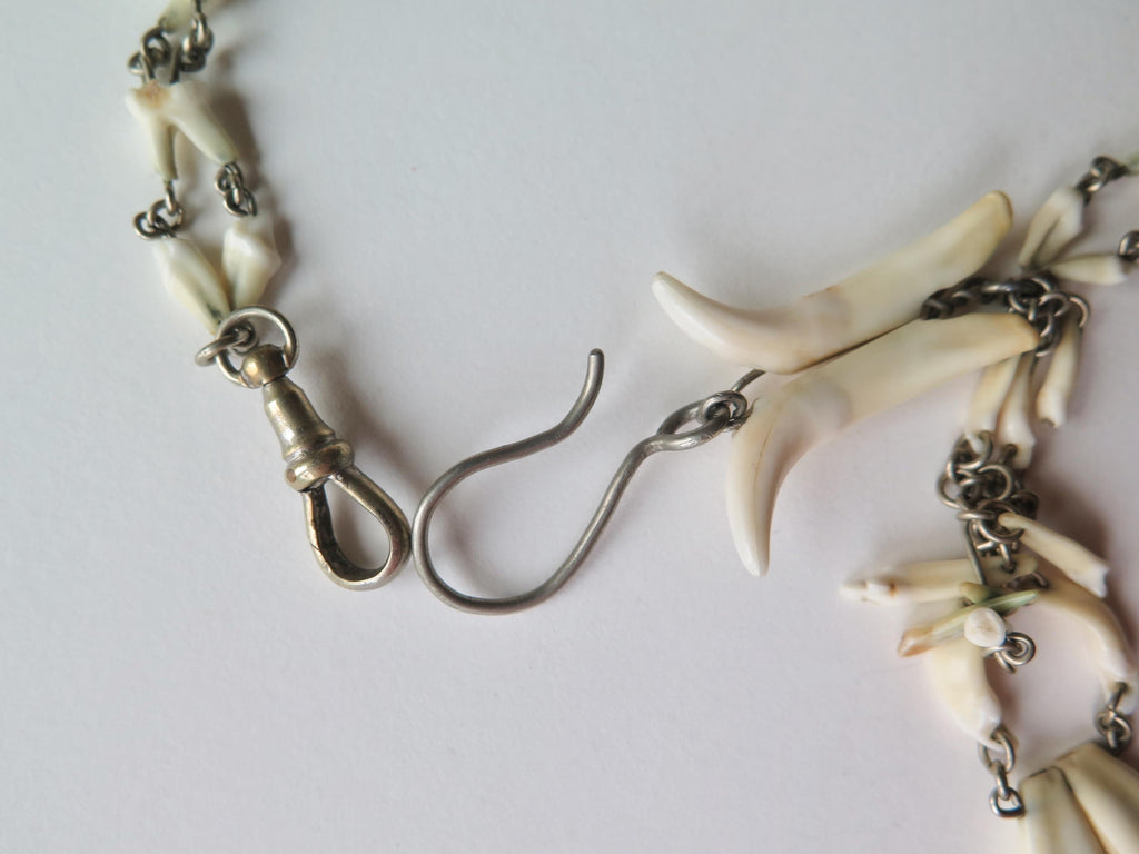 Antique Fox Teeth Necklace: Victorian Watch Chain, Curio Jewelry