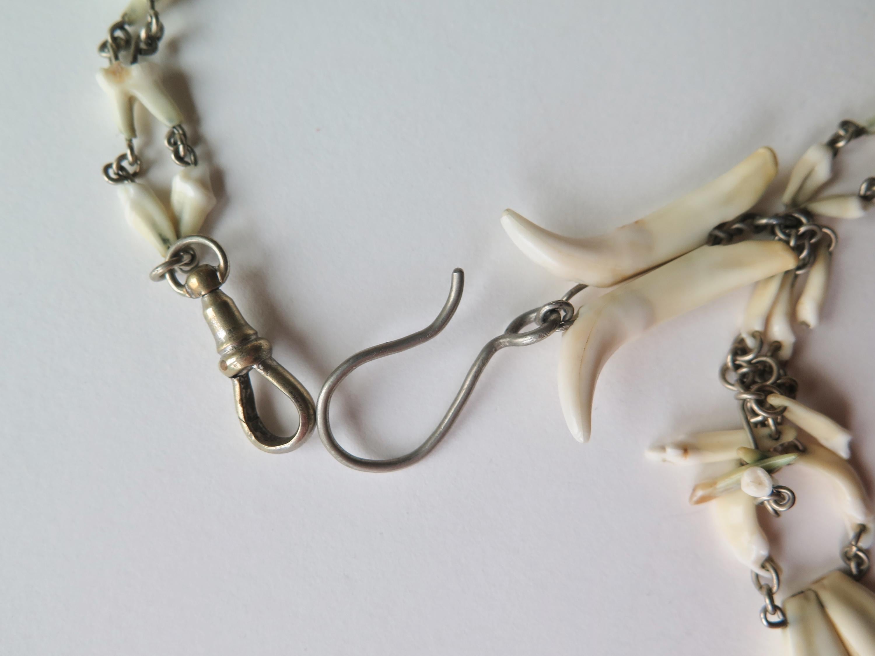 Antique Fox Teeth Necklace: Victorian Watch Chain, Curio Jewelry