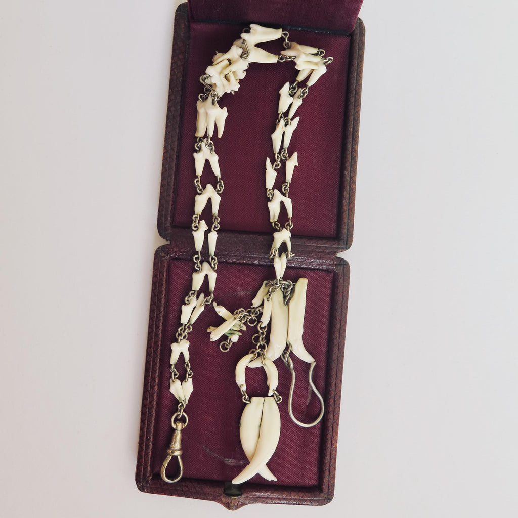 Antique Fox Teeth Necklace: Victorian Watch Chain, Curio Jewelry