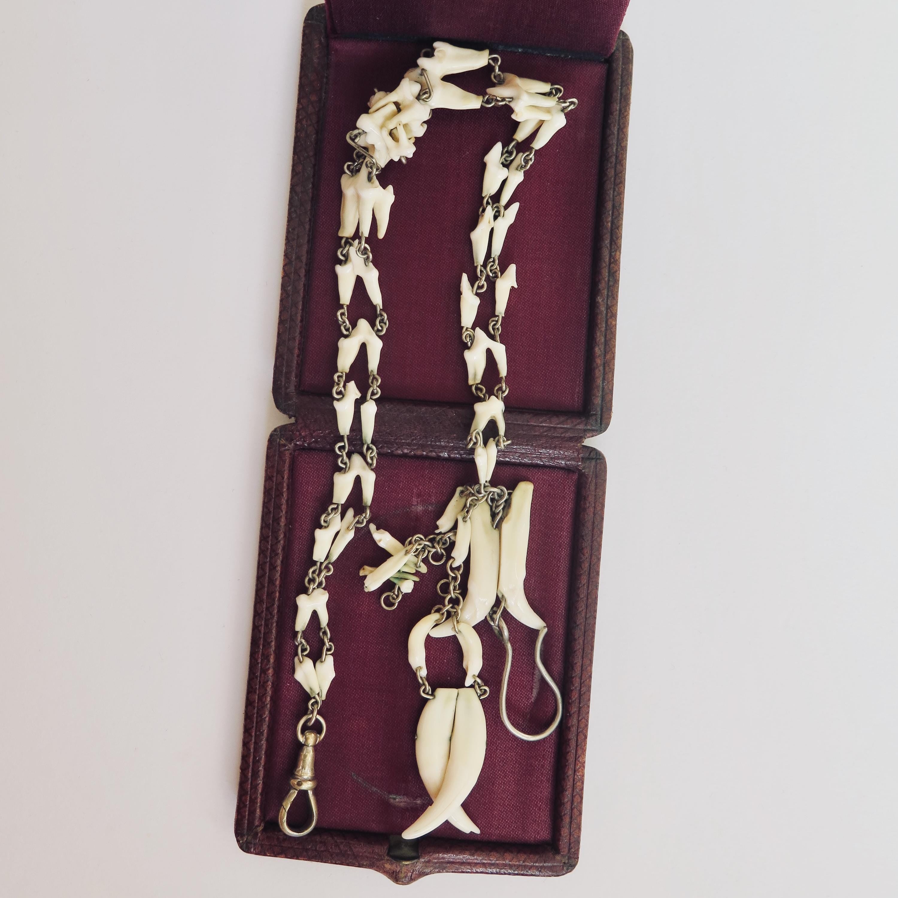 Antique Fox Teeth Necklace: Victorian Watch Chain, Curio Jewelry