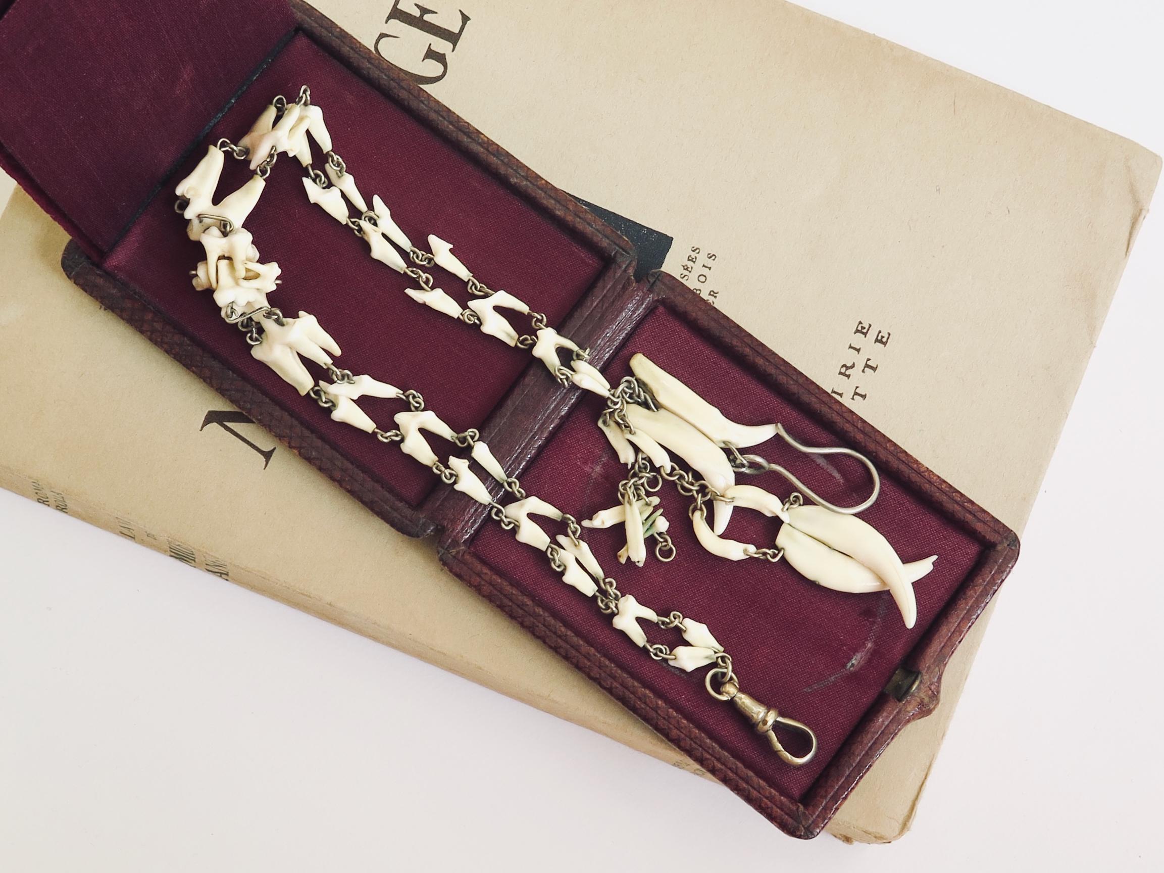 Antique Fox Teeth Necklace: Victorian Watch Chain, Curio Jewelry
