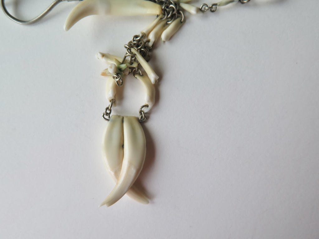 Antique Fox Teeth Necklace: Victorian Watch Chain, Curio Jewelry
