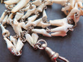 Antique Fox Teeth Necklace: Victorian Watch Chain, Curio Jewelry