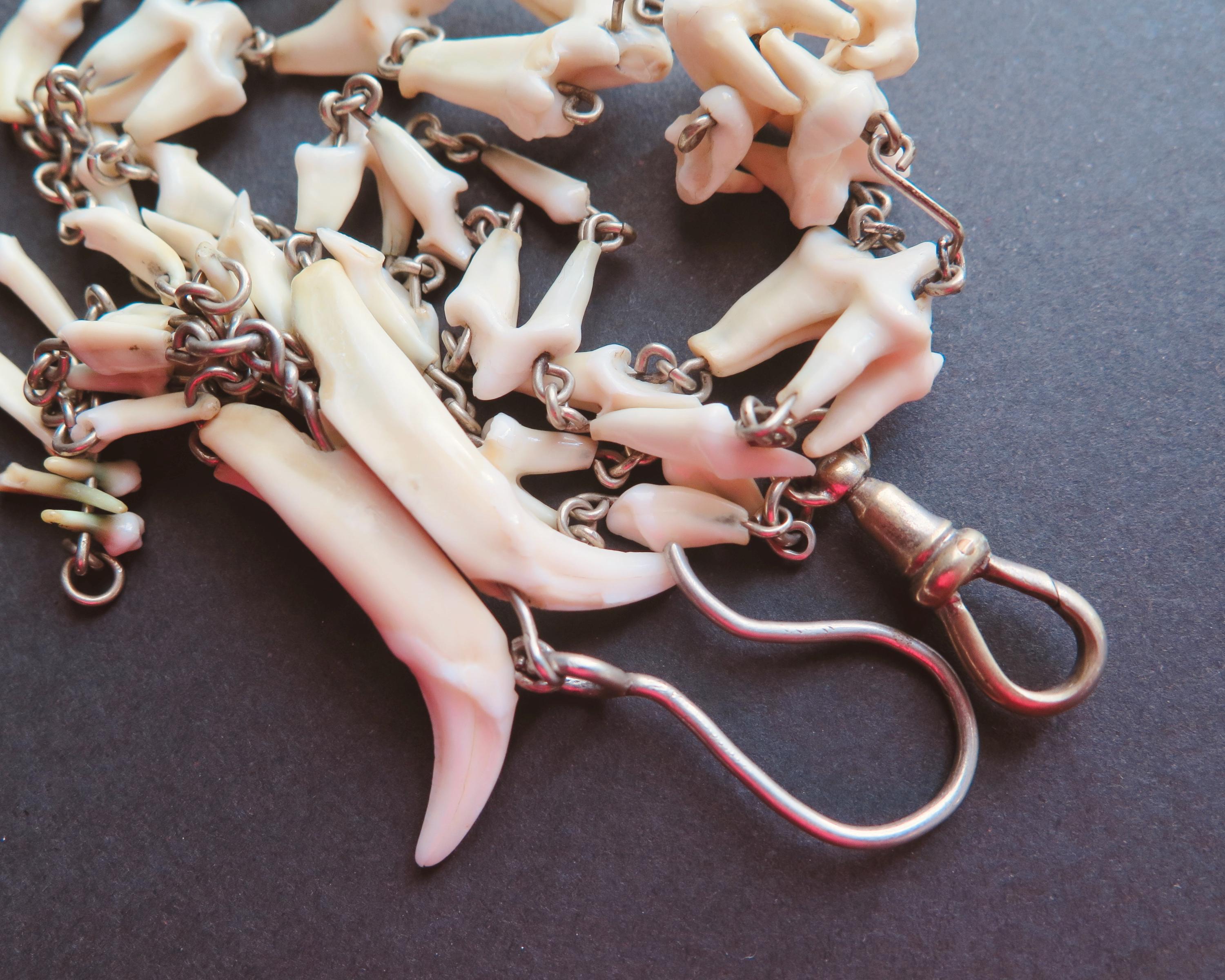 Antique Fox Teeth Necklace: Victorian Watch Chain, Curio Jewelry